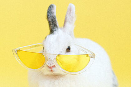 Coniglio con occhiali da sole
