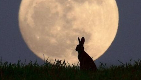 Il coniglio e la luna