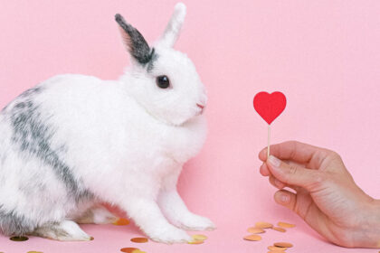Come comunicano i conigli