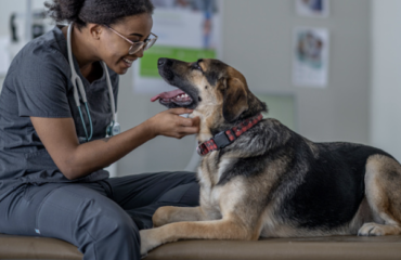 Comunicazione in medicina veterinariaComunicazione in medicina veterinaria