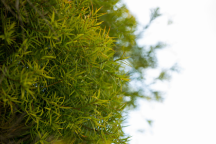 Tea tree oil Tea tree oil