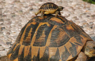 tartarughe