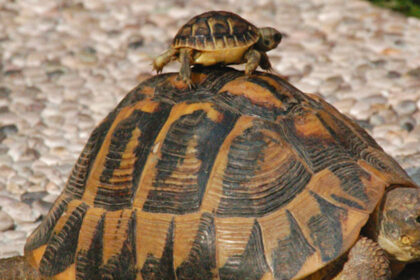 tartarughe tartarughe