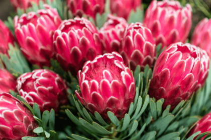 articolo webinar4vets fiori australiani