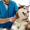 Miocardiopatia Dilatativa del Cane e Alimentazione