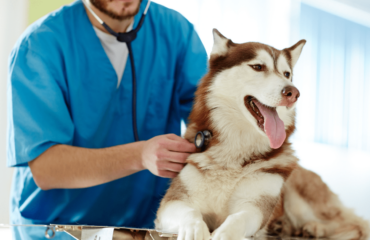 Miocardiopatia Dilatativa del Cane e Alimentazione