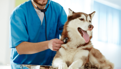 Miocardiopatia Dilatativa del Cane e Alimentazione