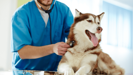 Miocardiopatia Dilatativa del Cane e Alimentazione
